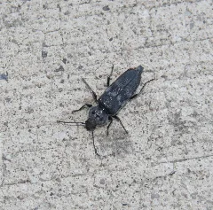 Hylotrupes Bajulus 20130906