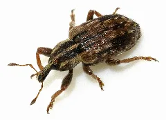 Hypera Postica 01 Fws