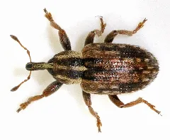 Hypera Postica 02 Fws