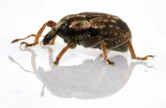 Hypera Postica 04 Fws