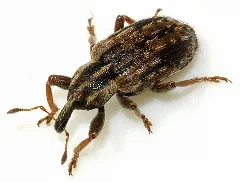 Hypera Postica 06 Fws