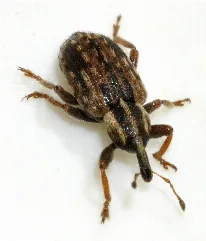 Hypera Postica 08 Fws