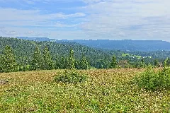 Ibach (Schwarzwald) Aussichtspunkt Lampenschweine Bild 2