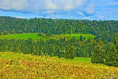 Ibach (Schwarzwald) Aussichtspunkt Lampenschweine Bild 3