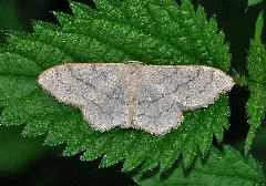 Idaea Aversata Qtl1