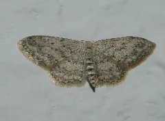Idaea Seriata 20130316