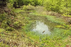 Ilgengrube