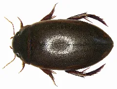 Ilybius Fuliginosus