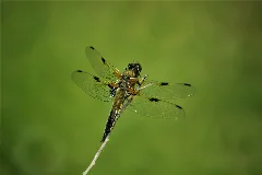 Imgp2775 (2)Libelle