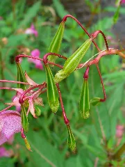 Impatiens Glandulifera 0005
