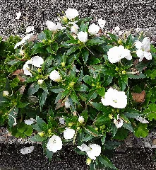 Impatienswallerianahybrid