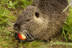 In Nature Wild Myocastor Coypus