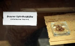 Individuen Lyctus Brunneus