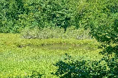 Jestetten Naturschutzgebiet Kapellenhalde Wüster See Bild 4
