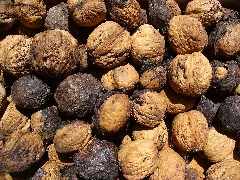Juglans Regia 009