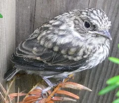 Juvenile Spotted Flycatcher