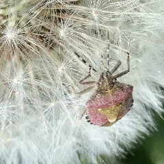 Käfer Auf Pusteblume 2