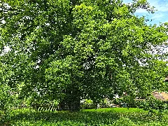 Kaisereiche Zu Albshausen Am Friedhof, Witzenhausen Im Werra Meißner Kreis