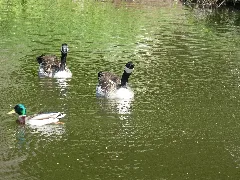 Kanadagänse Und Stockente Am Angelweiher Büschfeld (Saarland)