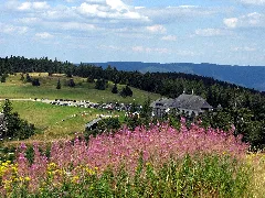 Kandelrasthaus Mit Weidenröschen