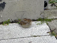 Karlsruhe Wikicon Kalt Wars Bei Der Fotojagd
