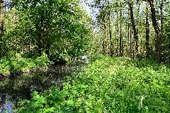 Kehrgraben Im Bruchwald