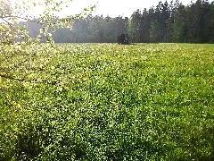 Keine Krokuswiese, Sondern Jetzt Blüht Der Löwenzahn Panoramio