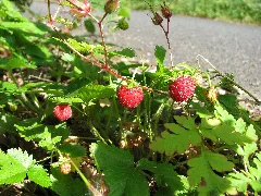 Kermeter Walderdbeeren03