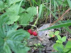 Kermeter Walderdbeeren04
