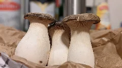 King Trumpet Mushrooms