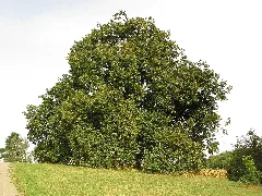 Kirchhausen Annalinde 20120920 1