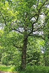 Kirkeler Wald Peterseiche 02