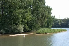 Kleine Insel Im Rhein Bei Schmittenau (Small Island In The Rhine At Schmittenau) Geo En.hlipp.de 12683