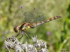 Kleiner Blaupfeil (Weibchen)