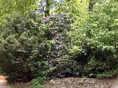 Kollenbergpark (15070680026)