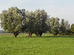 Kopfweiden Alt Günzer Vogelwiesen