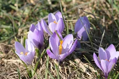 Krokusse In Zavelstein