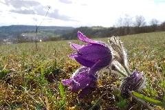 Küchenschelle (Pulsatilla Vulgaris) (8655467997)