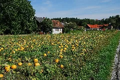 Kürbisfeld Bei Wald In Der Steiermark