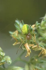 Kürbisspinne (Araniella Cucurbitina) In Seitlicher Ansicht
