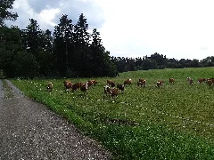 Kuhherde Bei Agenbach 01