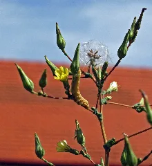 L Serriola Raupe