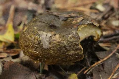 Lactarius Turpis (37896731221)