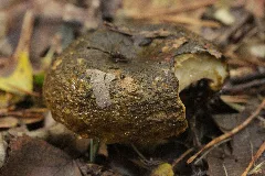 Lactarius Turpis (37896731761)