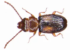 Laemophloeus Monilis