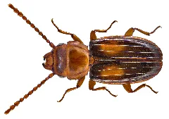 Laemophloeus Monilis (Fabricius, 1787) (3427274440)