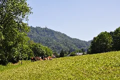 Landikerwiese Dsc 0142