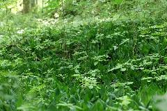 Lange Dammwiesen Und Unteres Annatal Near Stienitzsee 2020 07 22 105