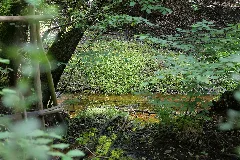 Lange Dammwiesen Und Unteres Annatal Near Stienitzsee 2020 07 22 108
