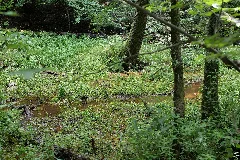 Lange Dammwiesen Und Unteres Annatal Near Stienitzsee 2020 07 22 109